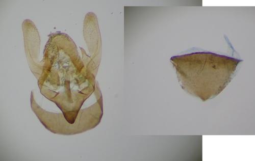 Bankesia conspurcatella
